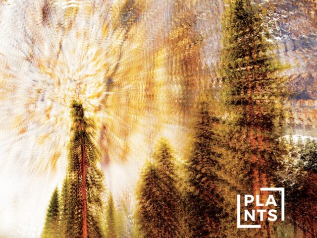 #NEWTRAKS: Plants, “Tales from the Space Echo”