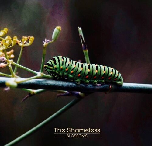 The Shameless, “Blossoms”: la recensione