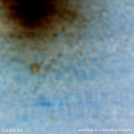 lameba