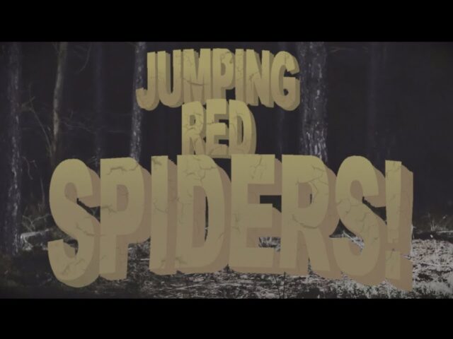Al The Coordinator: “Jumping Red Spiders” è il nuovo video #trakoftheday