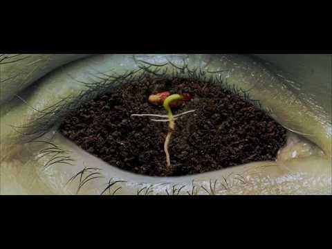 La Malasorte: “Verde” è il nuovo video #trakofthenight